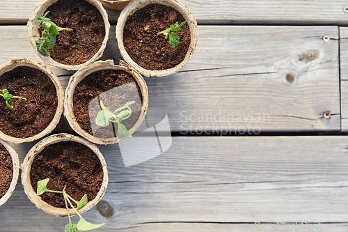 Image of seedlings in pots with soil on wooden background