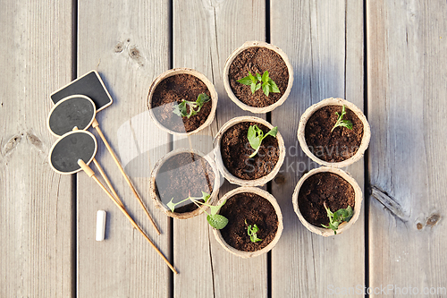 Image of seedlings in pots with soil on wooden background