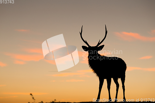 Image of Silhouette of deer with sunset