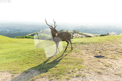 Image of Red Stag Deer