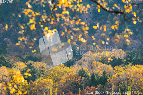 Image of Beautiful landscape in Autumn 