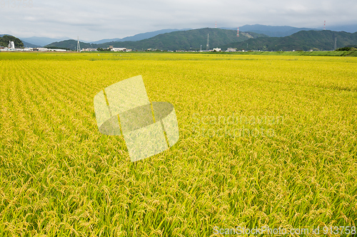 Image of Rice field