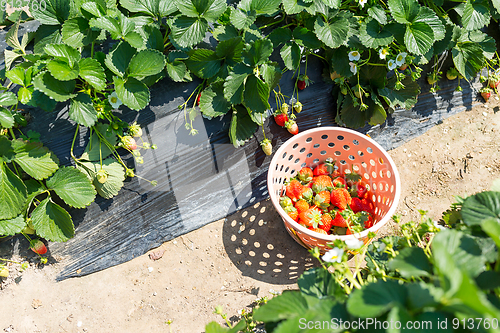 Image of Picking of Fresh Strawberry in strawberry