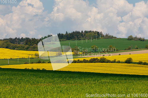 Image of Beautiful rape field spring rural landscape