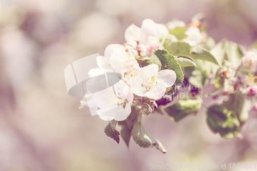 Image of flowering apple tree in spring