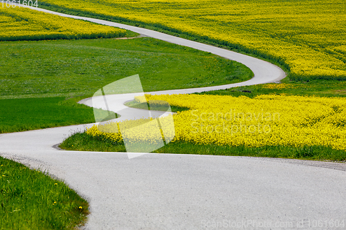 Image of Beautiful rape field spring rural landscape