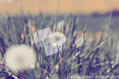 Image of Dandelion, spring abstract color background