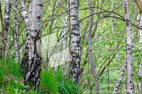 Image of birch tree in countryside