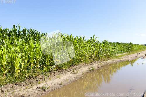 Image of Corn field