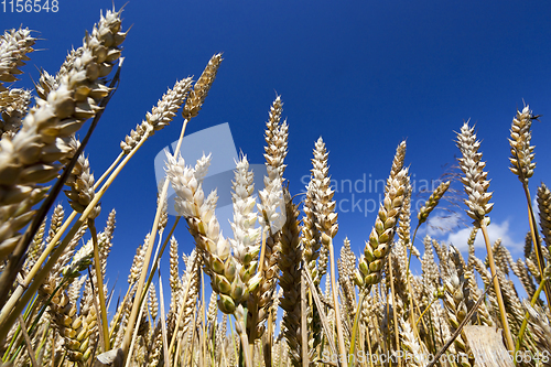Image of Wheat field