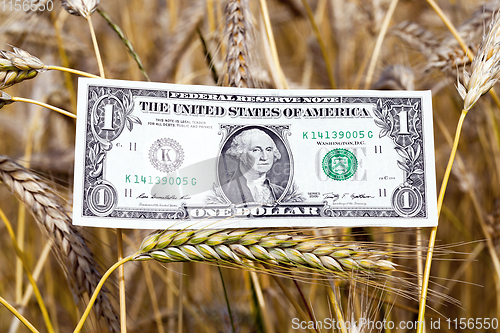 Image of Wheat and Dollar