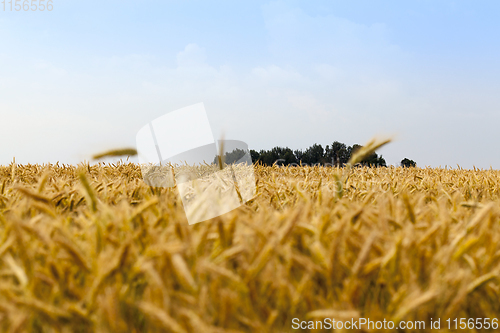 Image of golden wheat