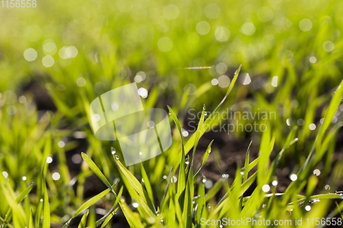 Image of with dew