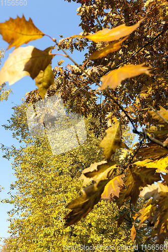 Image of autumn forest