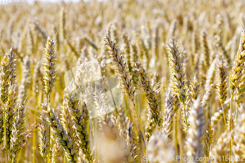 Image of wheat closeup