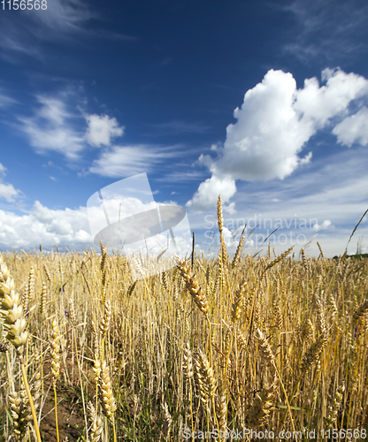 Image of Wheat field