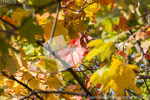 Image of Autumnal maple