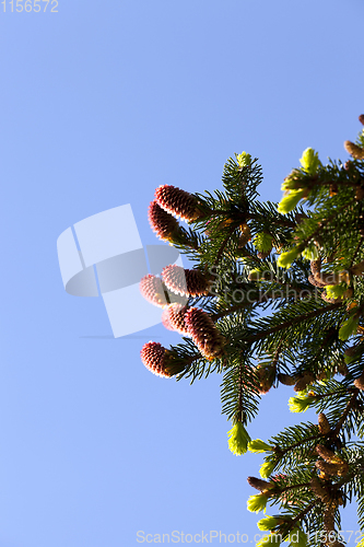 Image of pine cones