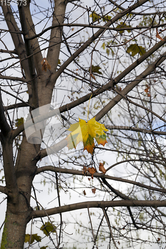 Image of Last yellow leaves