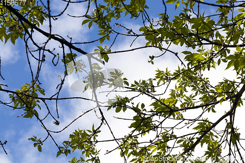 Image of ash tree, spring