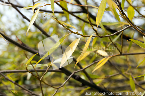 Image of autumnal background