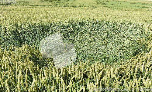 Image of immature corn