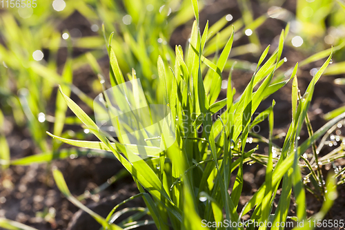 Image of rows of wheat