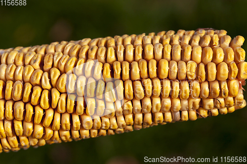 Image of Dried corn