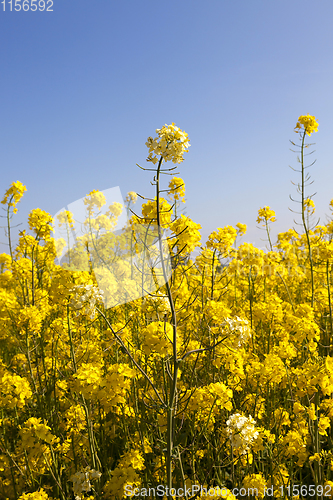 Image of Details of flowering rape