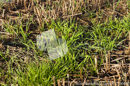 Image of yellow straw