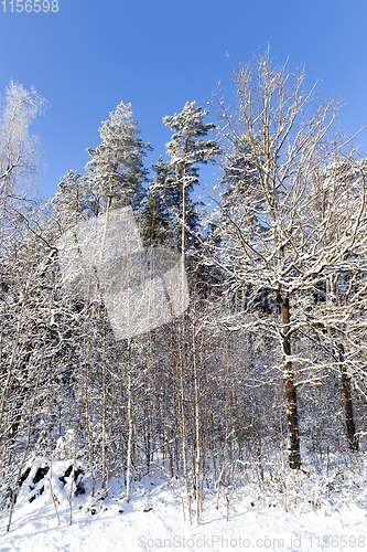 Image of Winter forest