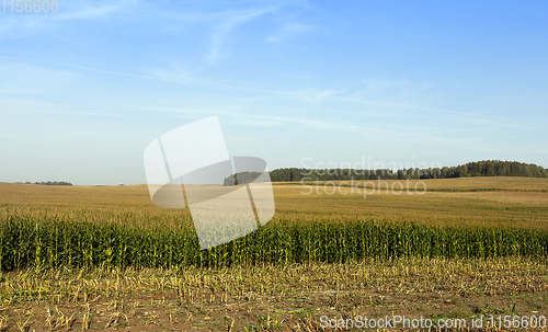 Image of immature corn