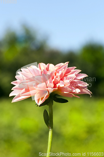 Image of Beautiful pink flower