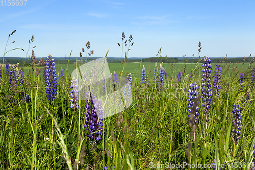 Image of blue lupine