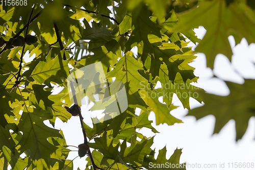 Image of foliage of oak