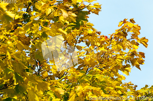 Image of yellow leaves maple