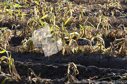 Image of broken corn