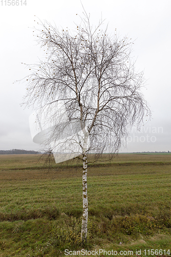 Image of Autumn tree