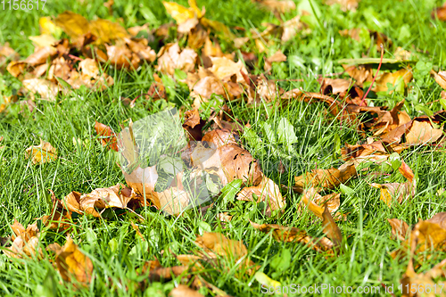 Image of foliage of maple