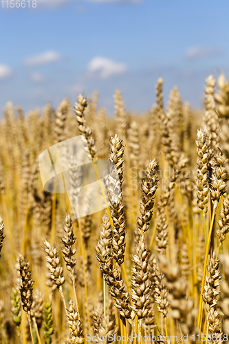 Image of Ripe wheat