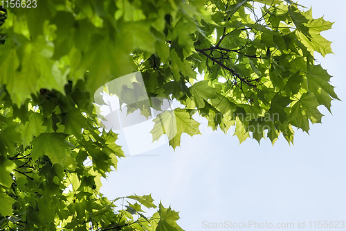 Image of green maple