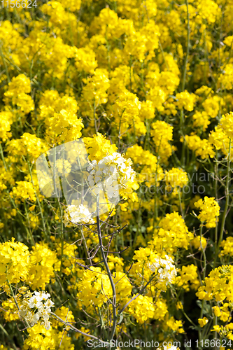 Image of Rape blossoms