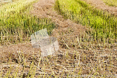 Image of straw from rapeseed
