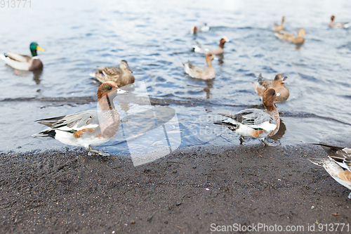 Image of Feeding duck