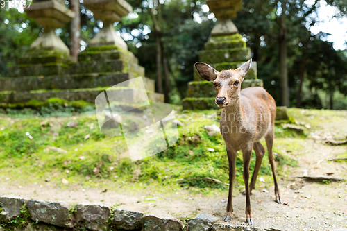 Image of Wild deer in japanese temple