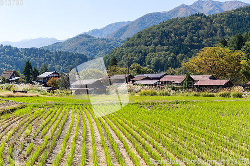 Image of Shirakawago village and rice field