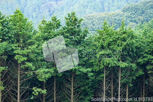 Image of Green forest