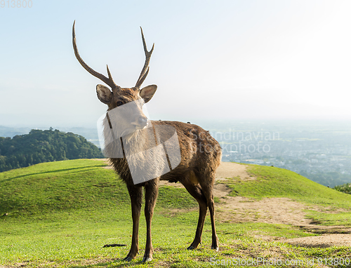 Image of Male Deer in the park