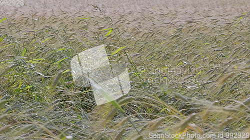 Image of Fields of wheat at the end of summer fully ripe