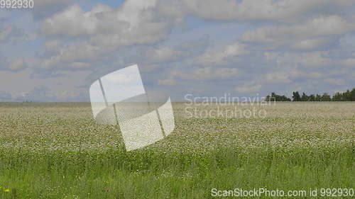 Image of Fields of wheat at the end of summer fully ripe